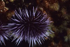 Single purple sea urchin with long spines fanned out on a dark reef