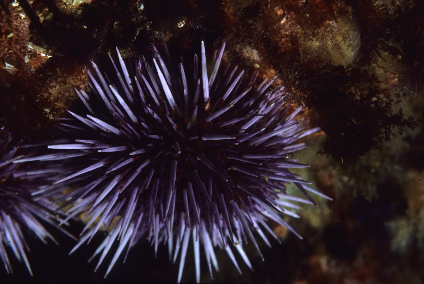 Purple Sea Urchin