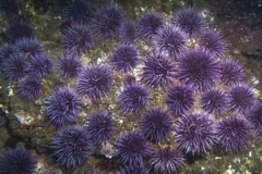 Bed of purple sea urchins packed across a rocky reef