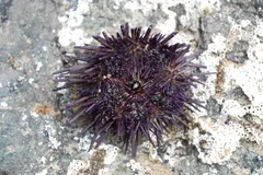 Purple sea urchin wedged in a hollow in pale intertidal rock