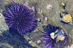 Purple sea urchins in a shallow tide pool with a yellow sea star