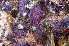 Purple sea urchins among mussels and anemones in an intertidal pool