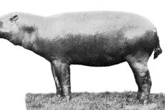 Pygmy Hippopotamus in natural habitat