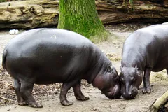 Pygmy Hippopotamus in natural habitat