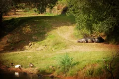 Pygmy Hippopotamus in natural habitat