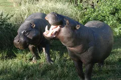 Pygmy Hippopotamus in natural habitat