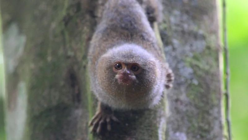 Pygmy marmoset clinging head-down to a mossy tree trunk, its face turned toward the camera