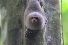 Pygmy marmoset clinging head-down to a mossy tree trunk, its face turned toward the camera
