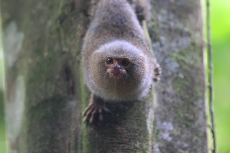 Pygmy marmoset clinging head-down to a mossy tree trunk, its face turned toward the camera