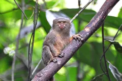 Pygmy marmoset gripping a slanting vine among broad green leaves