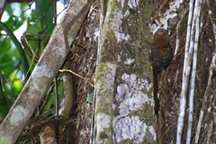 Pygmy marmoset clinging to mottled bark high on a rainforest trunk