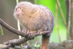 Pygmy marmoset with a tawny grizzled coat sitting on a thin branch