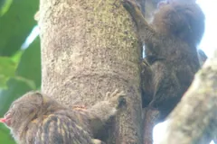 Two pygmy marmosets on a mossy trunk, one peering around its side