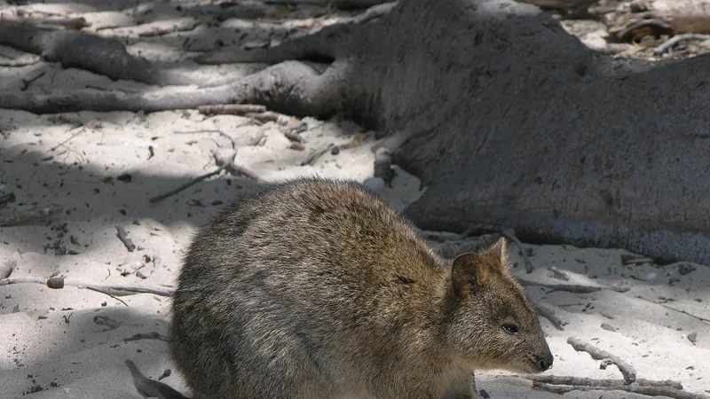 Quokka in natural habitat