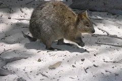 Quokka in natural habitat