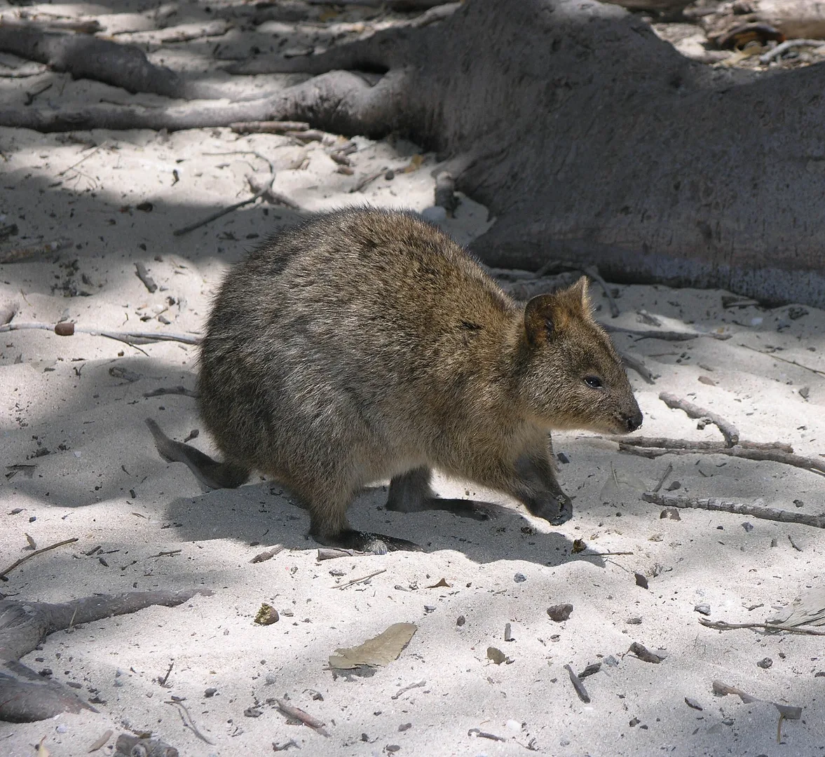 Quokka in natural habitat