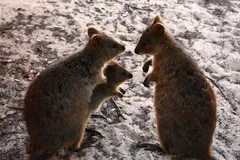 Quokka in natural habitat