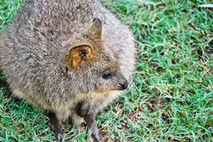 Quokka in natural habitat