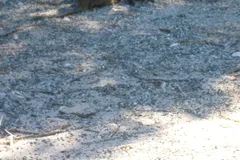 Quokka in natural habitat