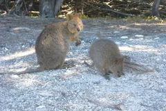 Quokka in natural habitat