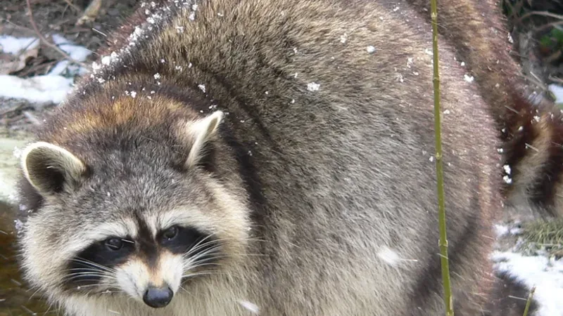 A Raccoon at Cologne Zoo