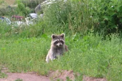 Young raccoon with its black eye mask sitting up in tall grass and looking straight ahead