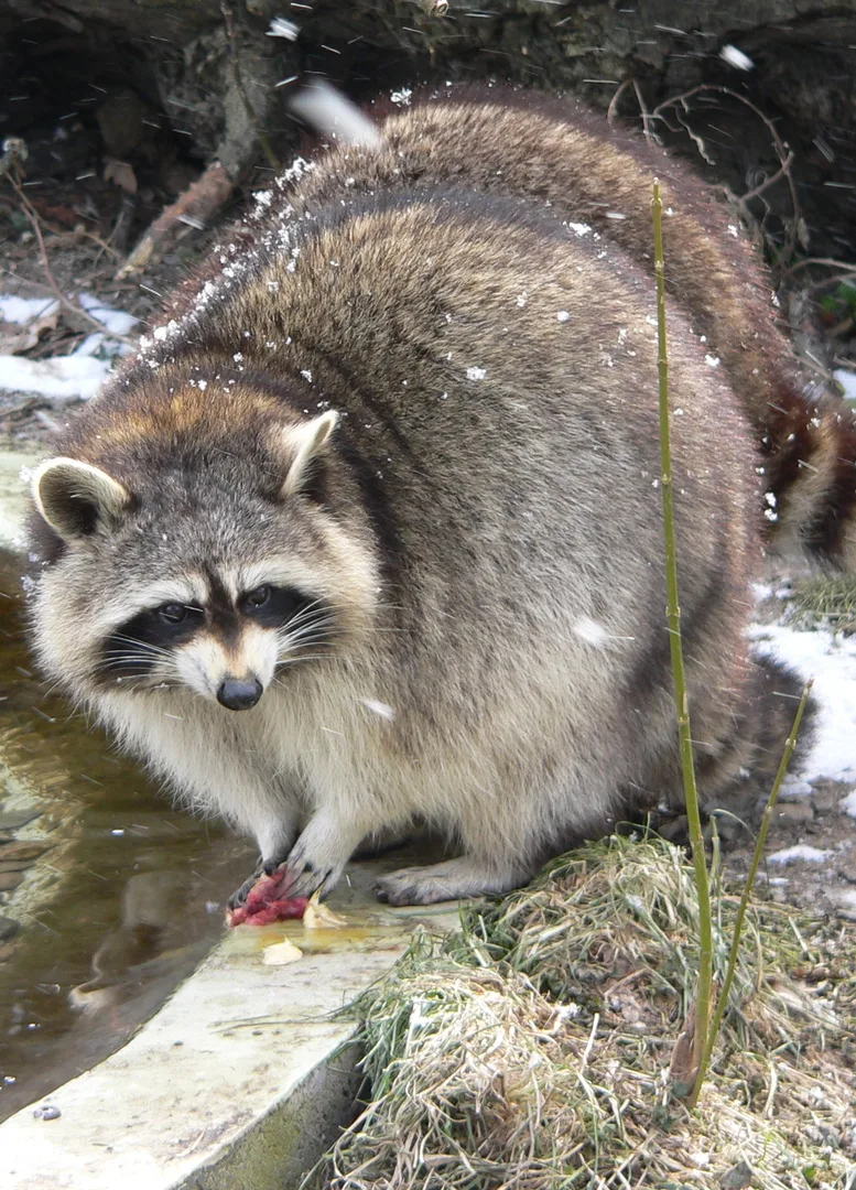 A Raccoon at Cologne Zoo