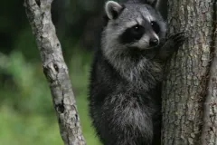 Racoon clinging to a tree in Hugh Taylor Birch park in Fort lauderdale, Florida.