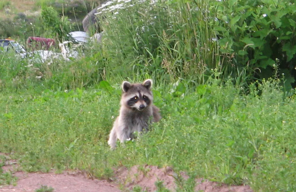 Raccoon (Procyon lotor) eating II