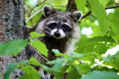 Raccoon standing up against a tree trunk, one front paw on the bark