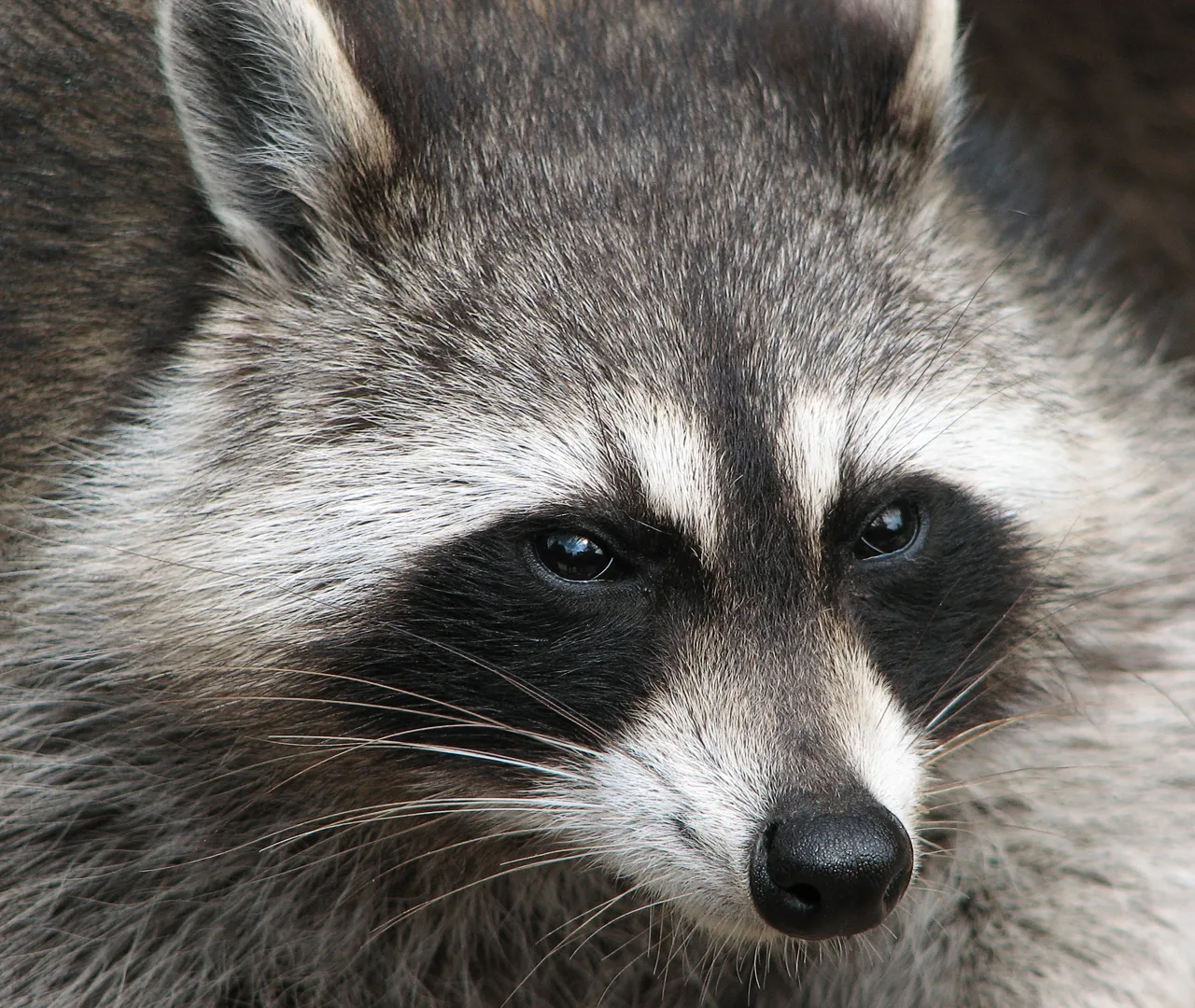Raccoon (Procyon lotor).