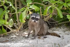 Raccoon standing on pale sand under leafy shrubs, its ringed tail behind it