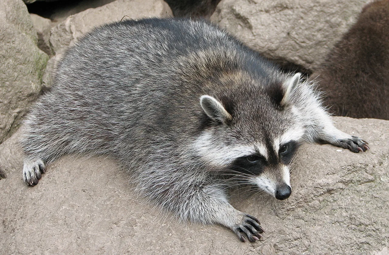 Beschreibung: Nordamerikanische Waschbär (Procyon lotor) / raccoon Fotograf: Darkone, 5. August 2005