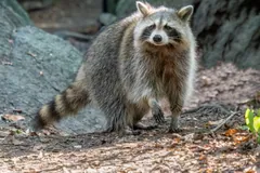 Raccoon standing on a rocky slope, facing the camera with its ringed tail curled