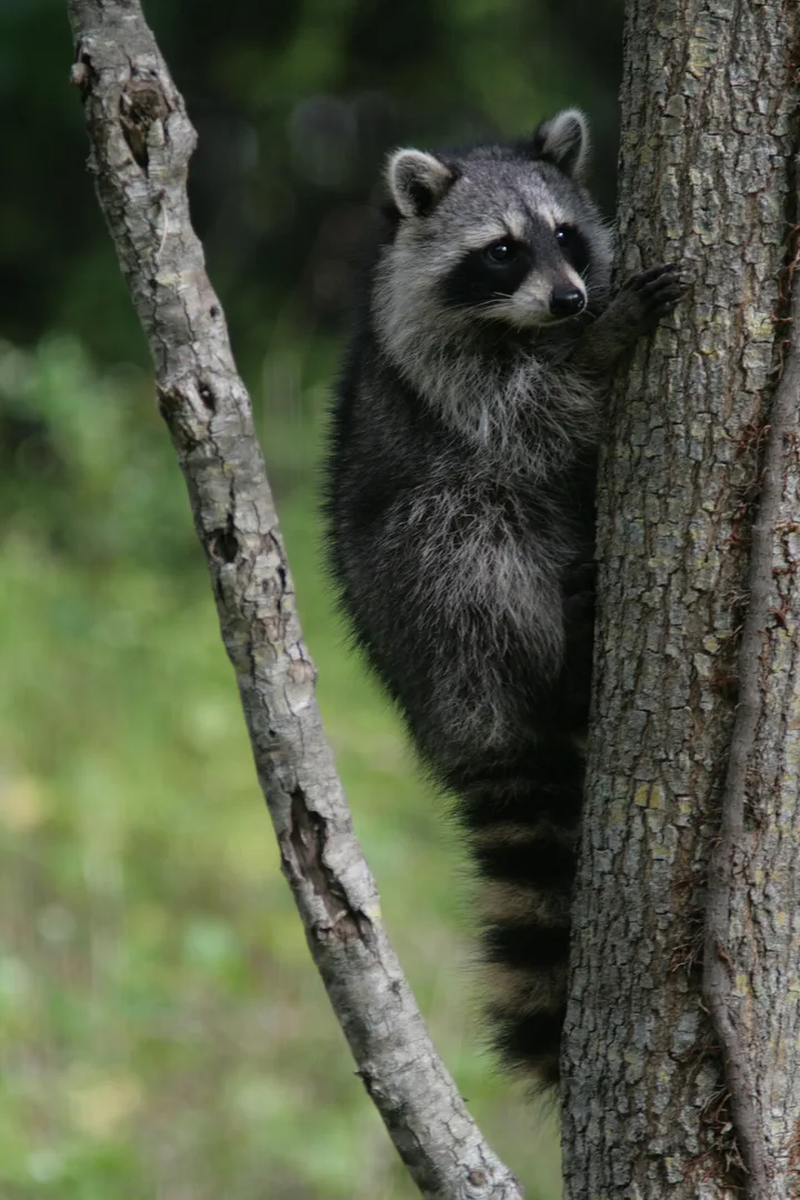 Racoon clinging to a tree in Hugh Taylor Birch park in Fort lauderdale, Florida.