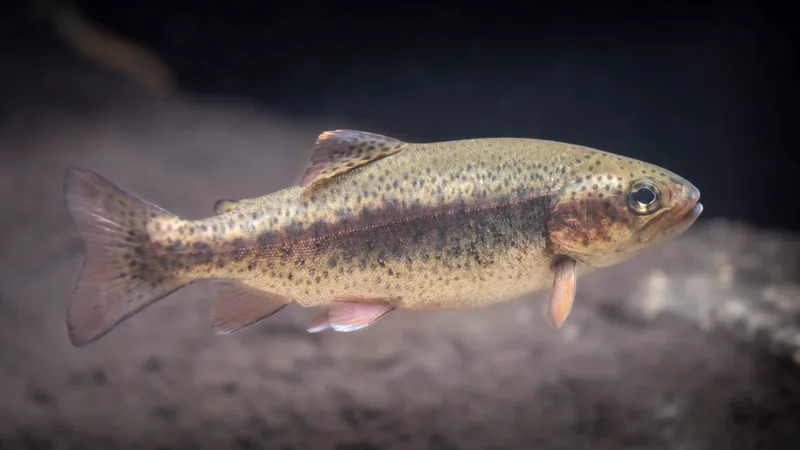 Spotted rainbow trout with a pink stripe along its side swimming near the bottom