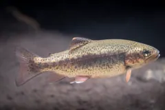 Spotted rainbow trout with a pink stripe along its side swimming near the bottom