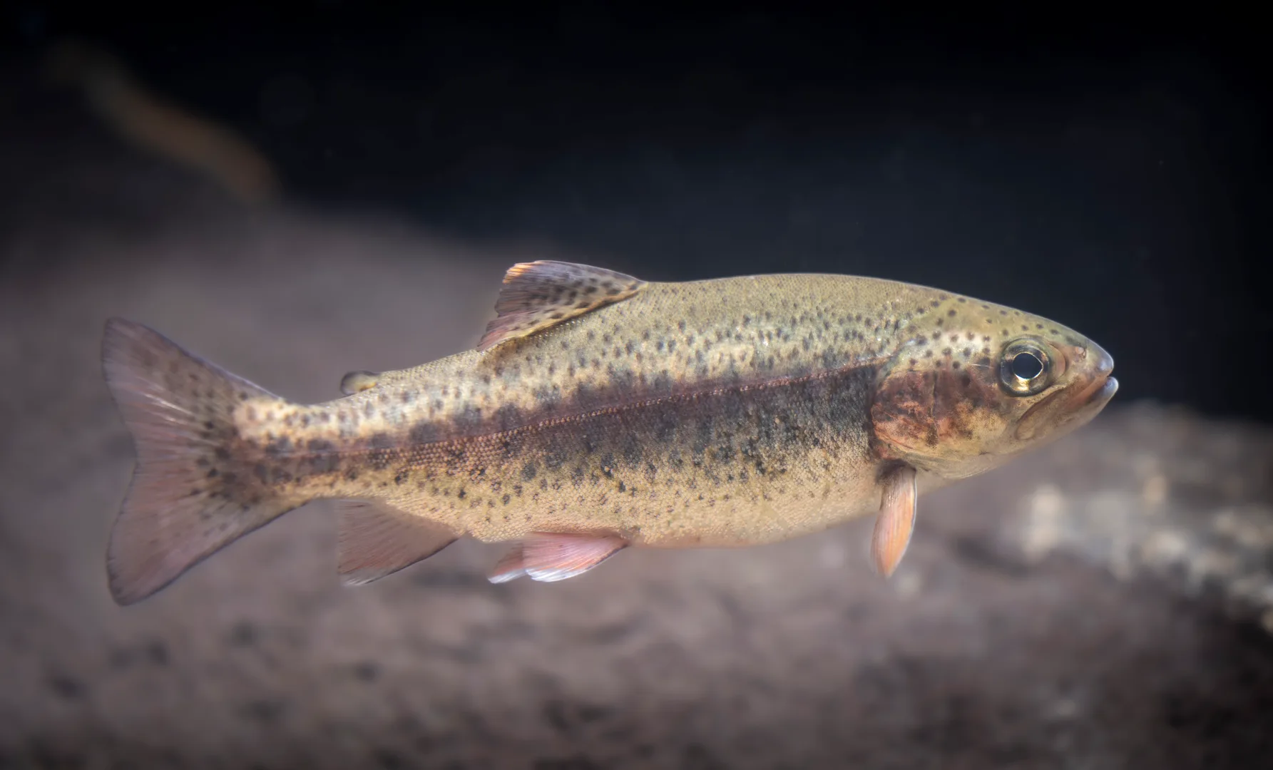 Spotted rainbow trout with a pink stripe along its side swimming near the bottom