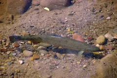 Steelhead resting over gravel in a shallow creek