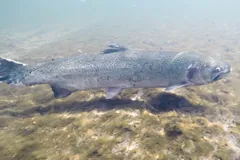 Large rainbow trout swimming over a sunlit river bed
