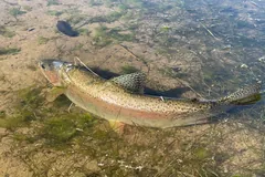 Rainbow trout with a pink side stripe in shallow, weedy water