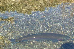 Slim rainbow trout facing upstream over gravel in a clear stream