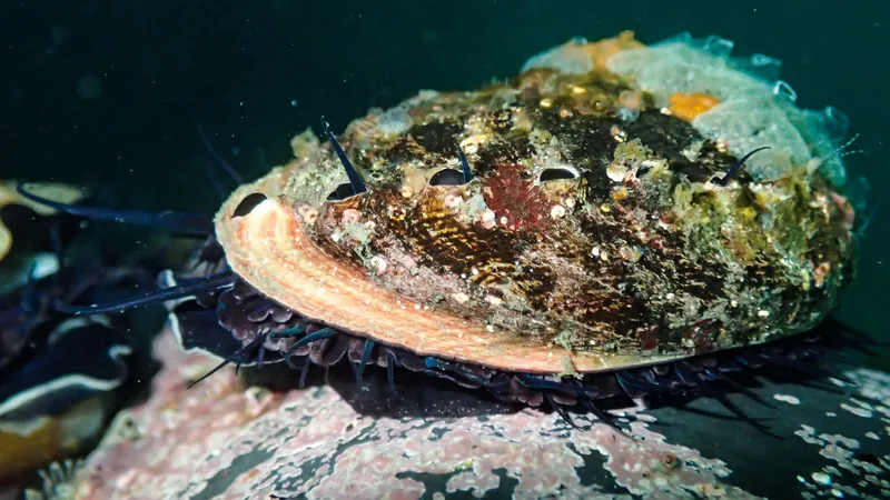 Red abalone clamped to rock, its frilled dark tentacles showing below the shell rim