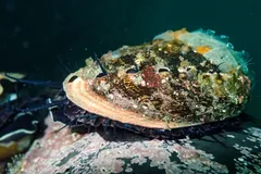 Red abalone clamped to rock, its frilled dark tentacles showing below the shell rim