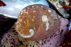 Red abalone with a reddish shell and a row of open respiratory pores