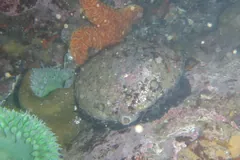 Red abalone in a tide pool beside green sea anemones