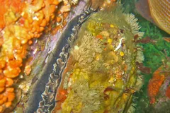 Red abalone fringed with tentacles among orange and yellow growth on a reef wall