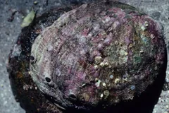 Red abalone with a crusted, pinkish shell on a rocky bottom