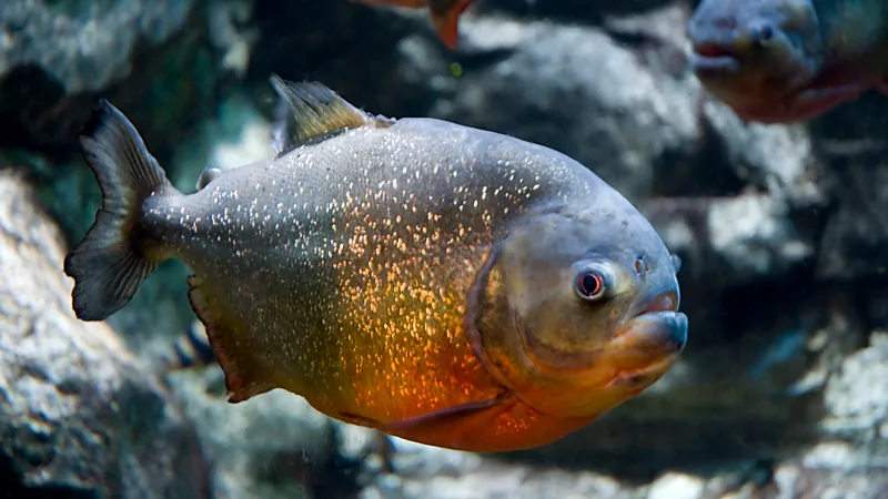 Red-bellied piranha swimming side-on, its orange-red belly and silver-flecked flanks glinting