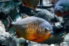 Red-Bellied Piranha
